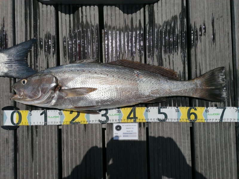 Fish Measure Picture