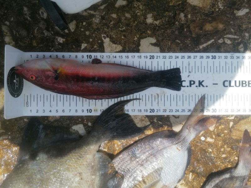 Fish Measure Picture
