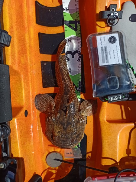 Fish Measure Picture