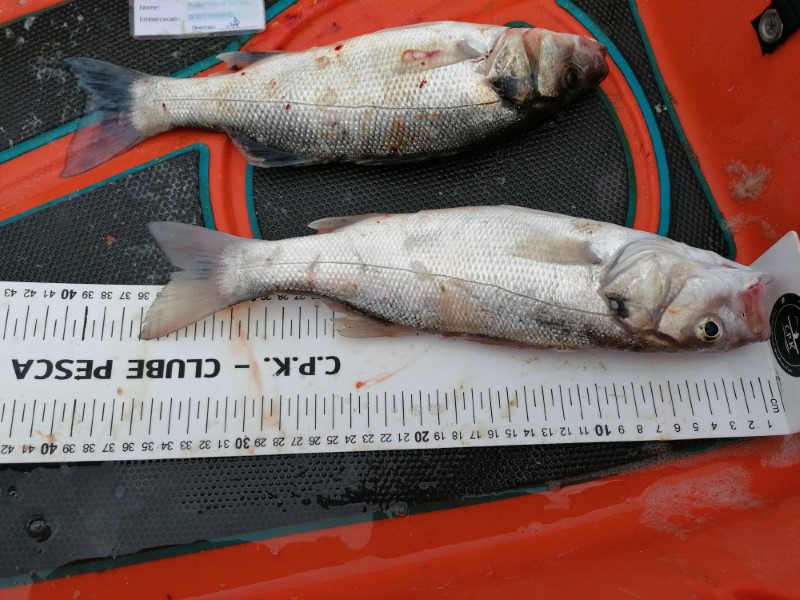 Fish Measure Picture
