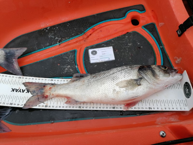 Fish Measure Picture