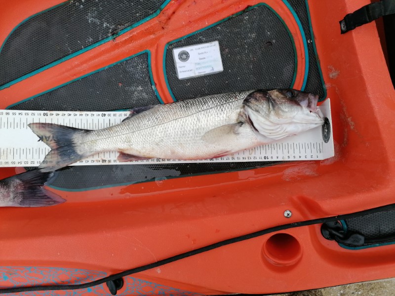 Fish Measure Picture