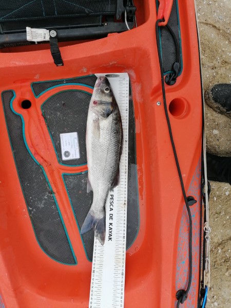 Fish Measure Picture