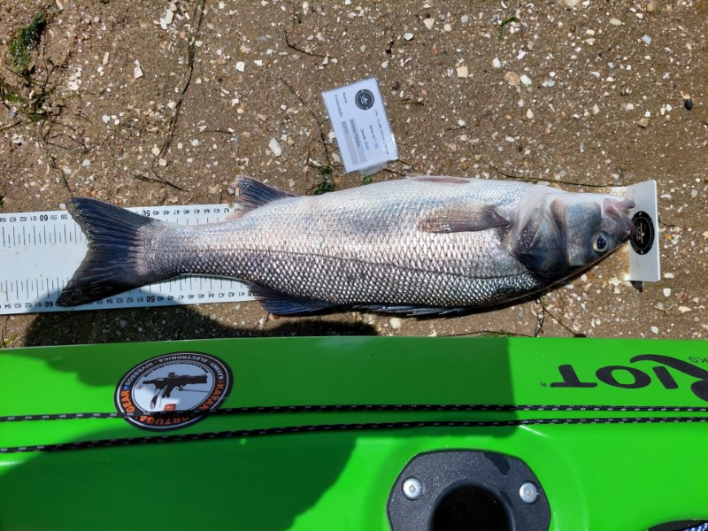 Fish Measure Picture