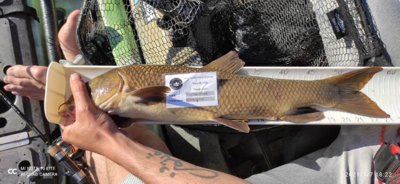 Fish Measure Picture