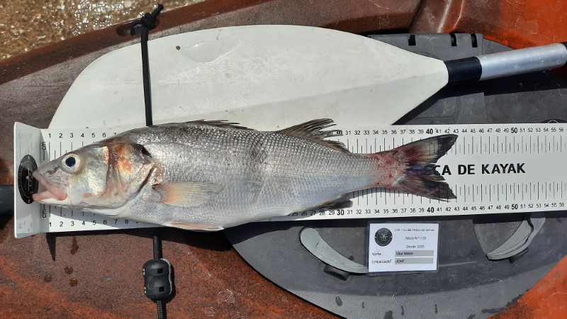 Fish Measure Picture