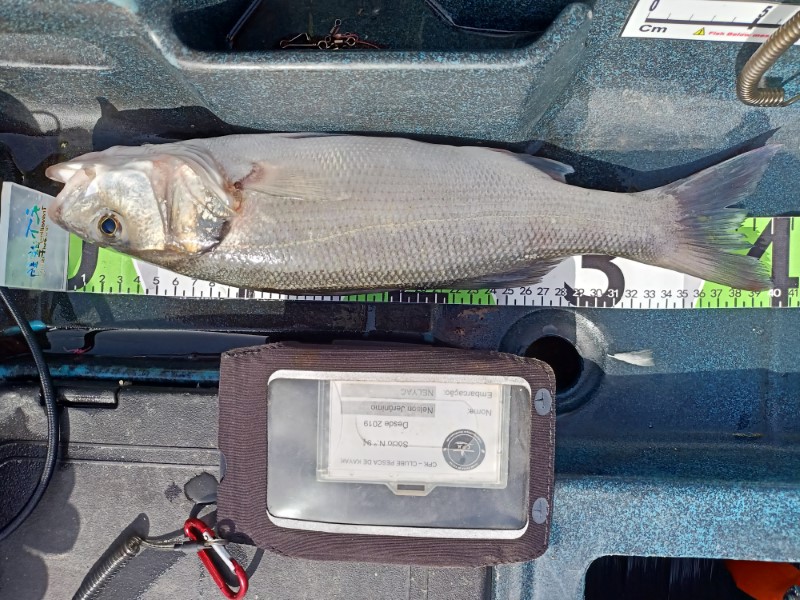 Fish Measure Picture