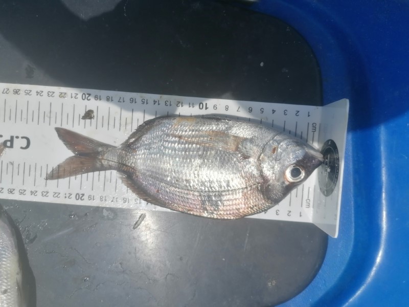 Fish Measure Picture