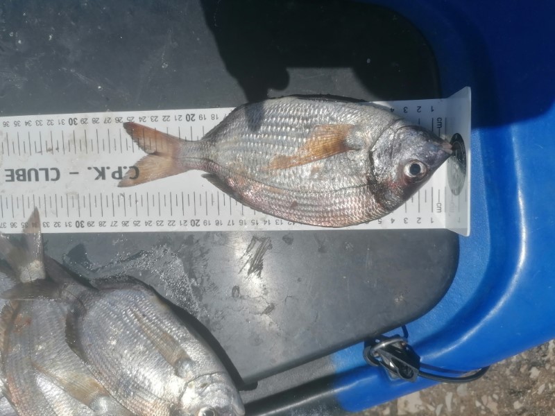 Fish Measure Picture