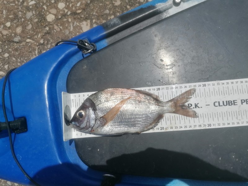 Fish Measure Picture