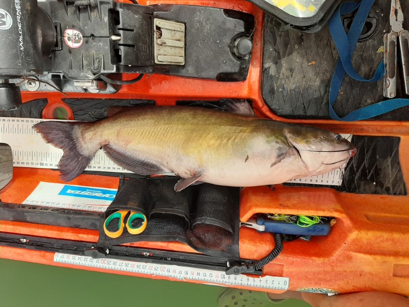 Fish Measure Picture