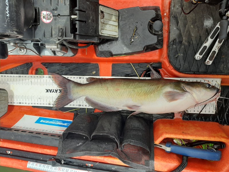 Fish Measure Picture