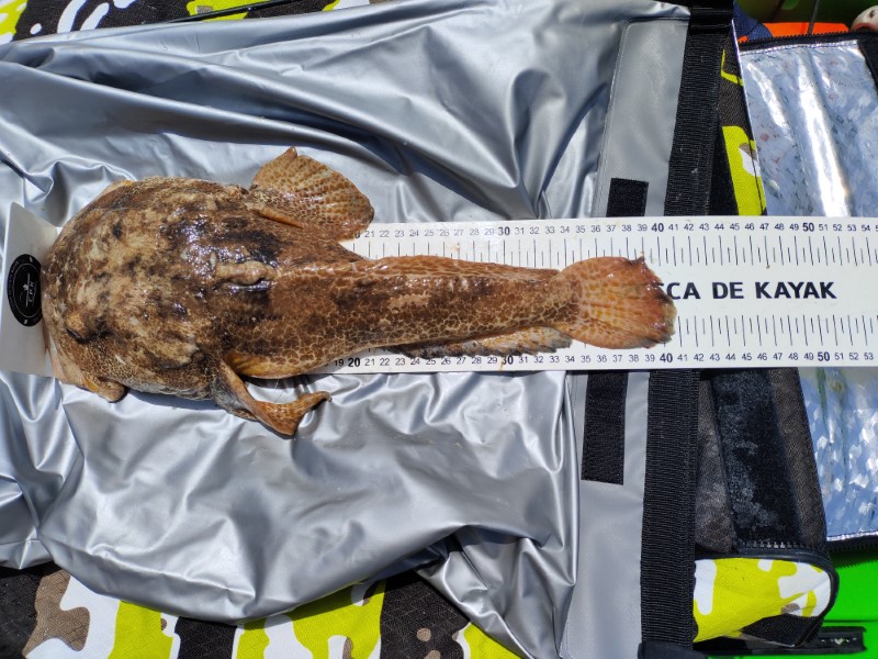 Fish Measure Picture