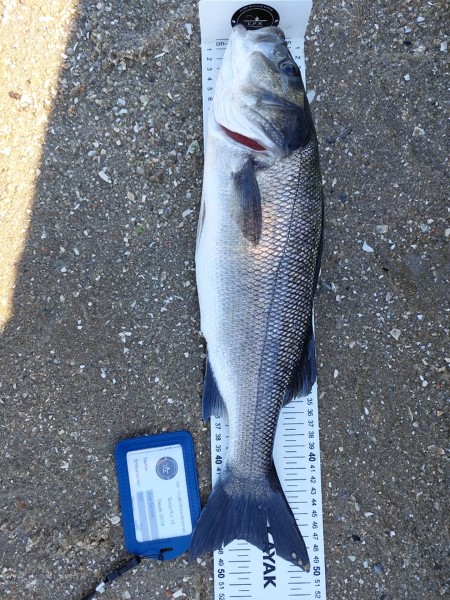 Fish Measure Picture
