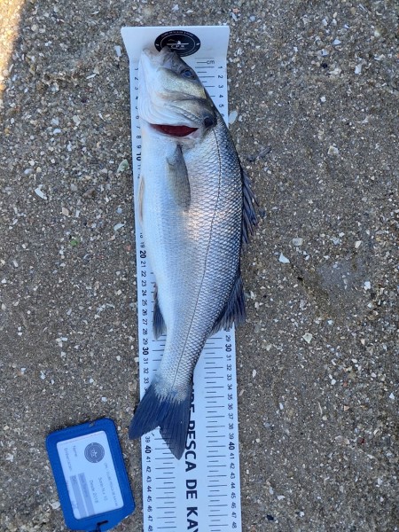 Fish Measure Picture