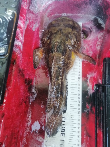 Fish Measure Picture