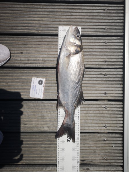 Fish Measure Picture