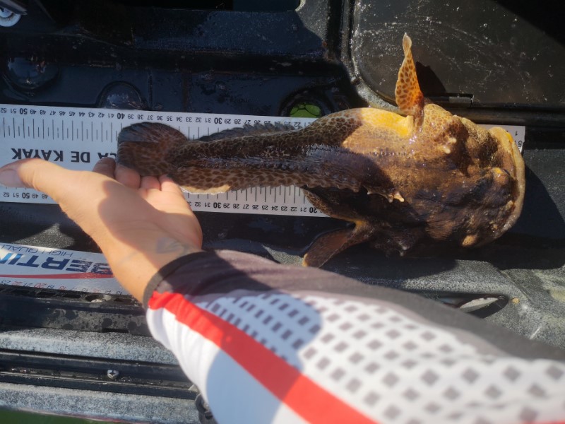 Fish Measure Picture