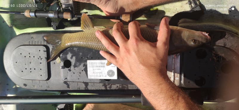 Fish Measure Picture