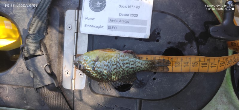 Fish Measure Picture