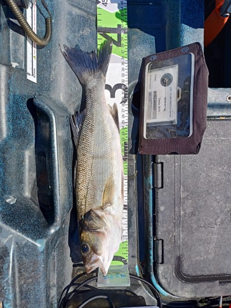Fish Measure Picture