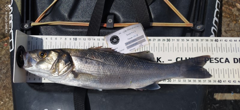 Fish Measure Picture