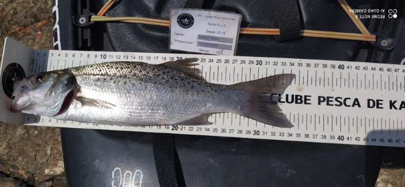 Fish Measure Picture