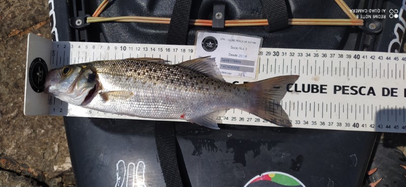 Fish Measure Picture