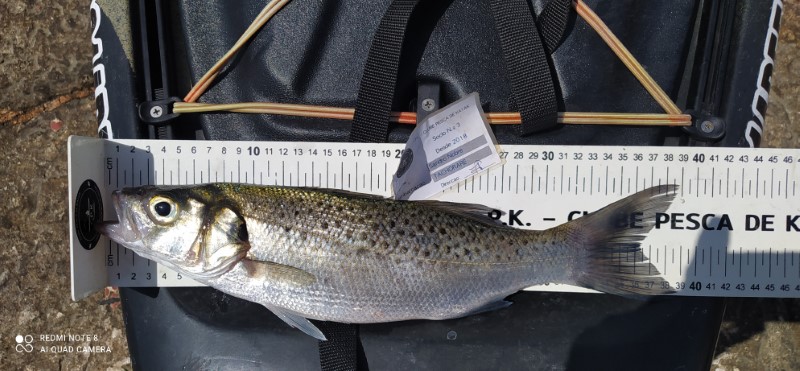 Fish Measure Picture