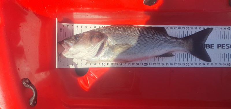Fish Measure Picture