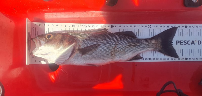 Fish Measure Picture