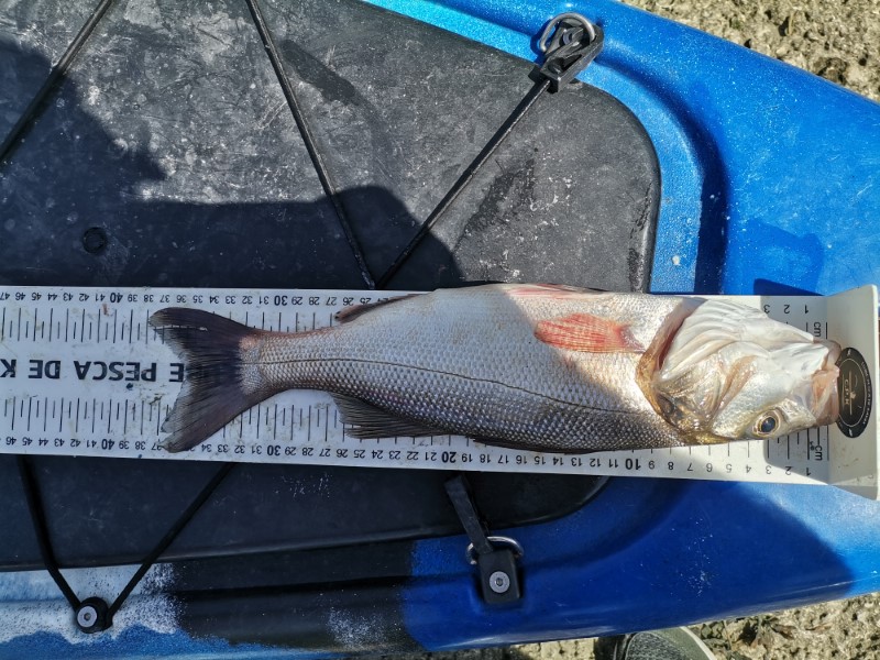 Fish Measure Picture