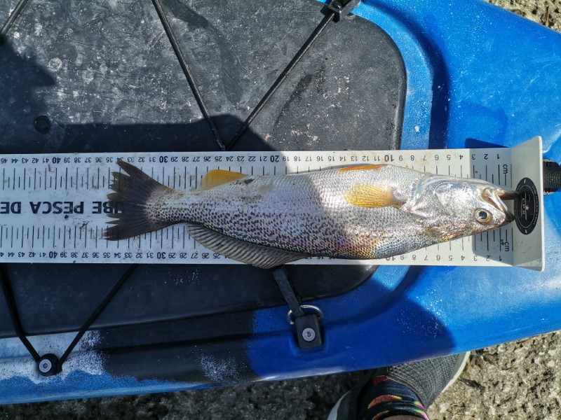 Fish Measure Picture