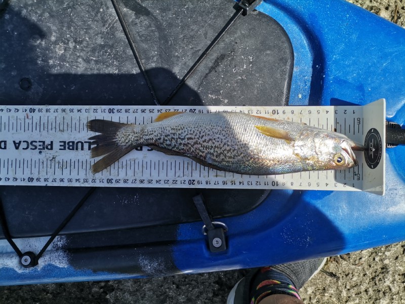 Fish Measure Picture