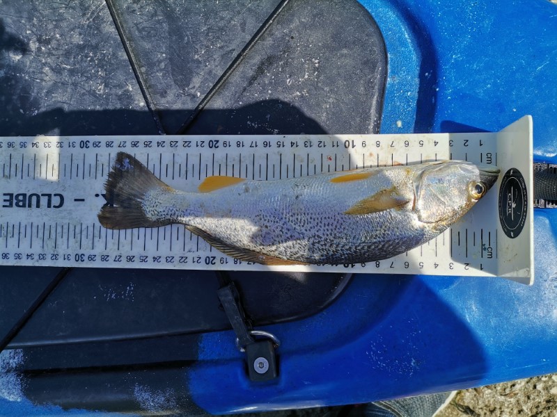 Fish Measure Picture