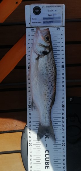 Fish Measure Picture