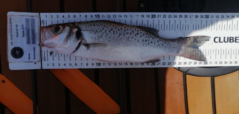 Fish Measure Picture