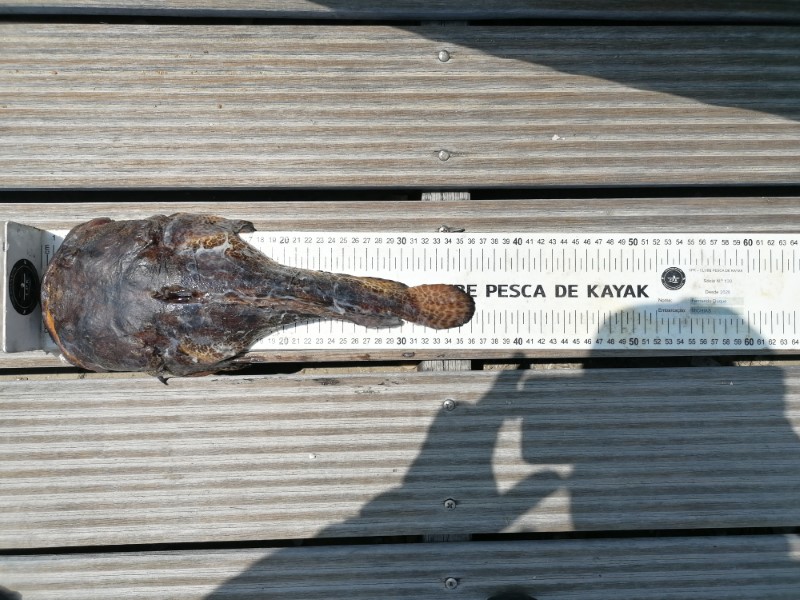 Fish Measure Picture