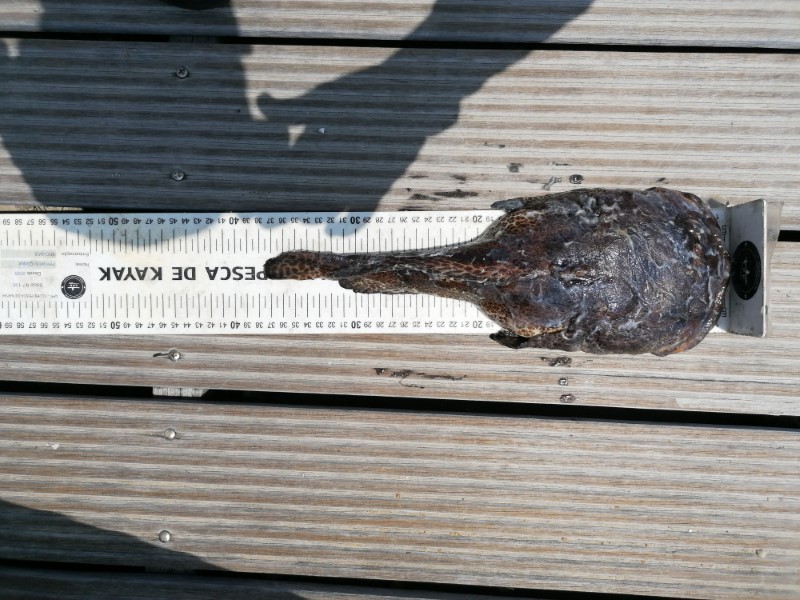 Fish Measure Picture
