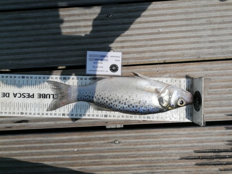 Fish Measure Picture