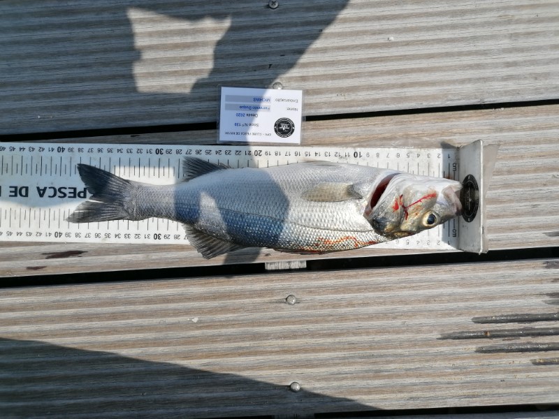 Fish Measure Picture