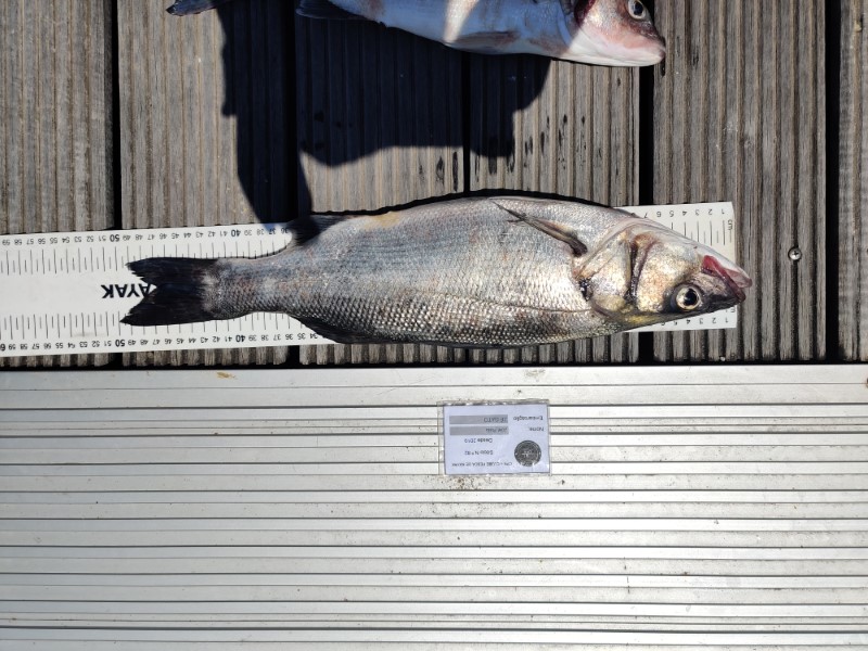 Fish Measure Picture
