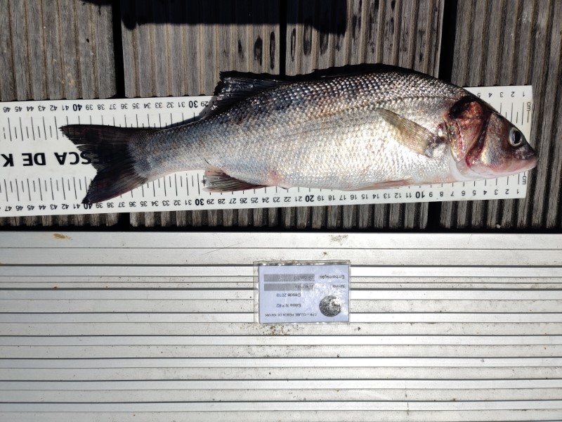 Fish Measure Picture