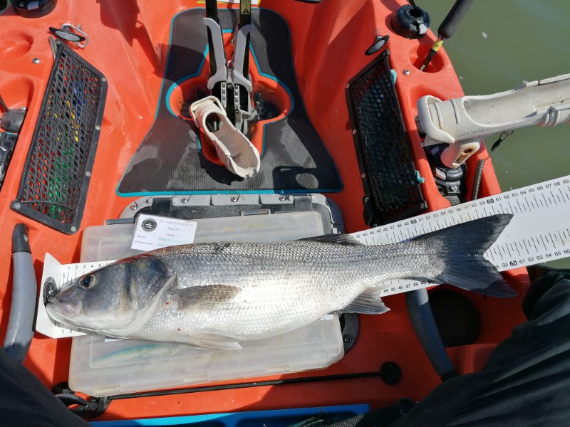 Fish Measure Picture