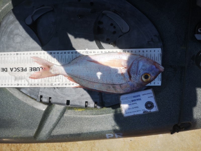Fish Measure Picture