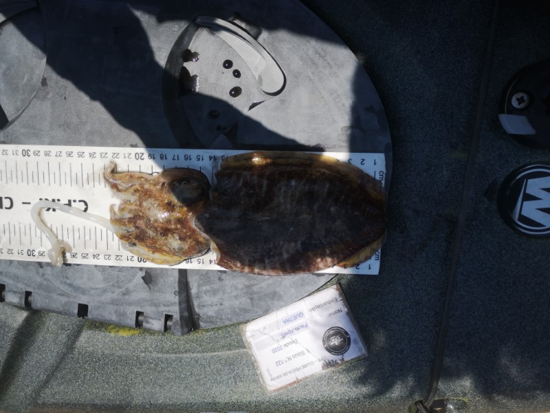 Fish Measure Picture