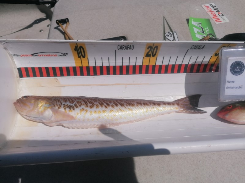 Fish Measure Picture