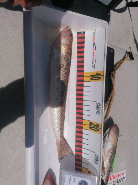 Fish Measure Picture