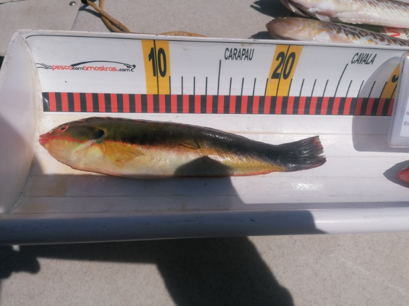 Fish Measure Picture