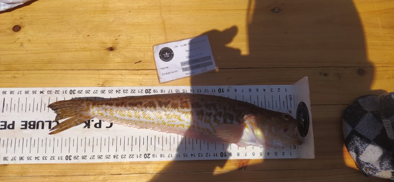Fish Measure Picture